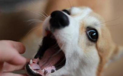 Как чистить зубы собаке и ухаживать за зубами щенка