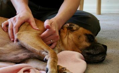 Ревматизм у собак - симптомы, лечение и профилактика