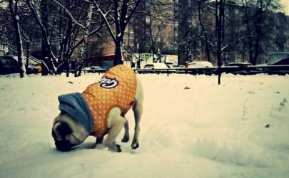 Радость собаки , свежий снег