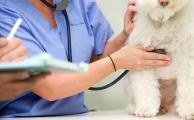 Ишемическая болезнь сердца у собак: симптомы и лечение