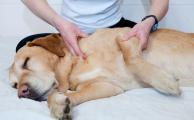 Диагностика и лечение артроза у собак