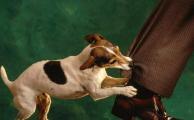Как распознать и контролировать агрессию собак