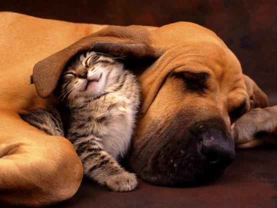 Дружба  котов и собак